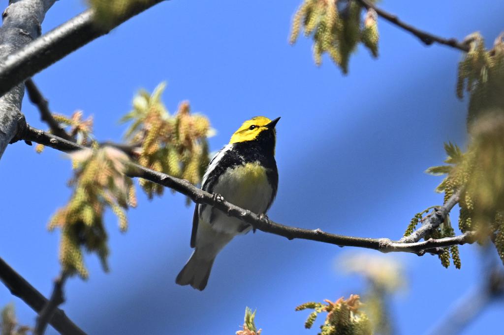 Warbler, Black-throated Green, 2025-05037218 Parker River NWR, MA.JPG - Black-throated Green Warbler. Parker River National Wildlife Refuge, MA, 5-3-2025